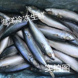 青条鱼 冷冻青占鱼 鲅鱼 青条鱼一斤2/3条20斤一箱  近期鱼新鲜