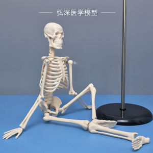 45cm高人体骨骼模型骨架骷髅骨头架子医学生小白教学模具四肢可拆