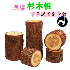 杉木桩铁皮石斛专用木桩木头树桩带皮杉木墩子石斛种植桩原木柱子