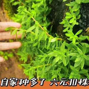 新鲜垂盆草中草药四季常青耐寒植物可食用养肝护肝盆栽野生吊兰