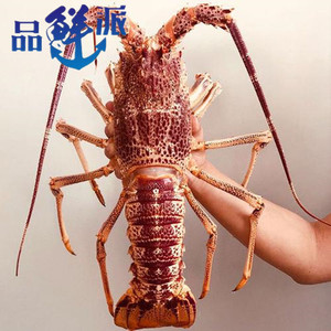 2-10斤超大青龙虾鲜活澳洲大龙虾澳大利亚大红龙虾特大澳龙虾海鲜