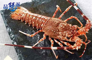 1-10斤大龙虾  澳洲龙虾 澳龙玫瑰龙鲜活大龙虾超大龙虾玫瑰龙