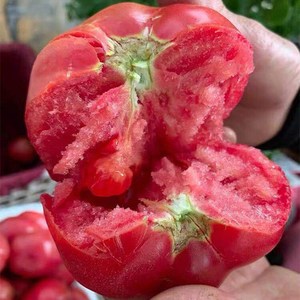 农博粉帝大粉番茄种子早熟高产老品种西红柿种籽春季夏四季蔬菜孑