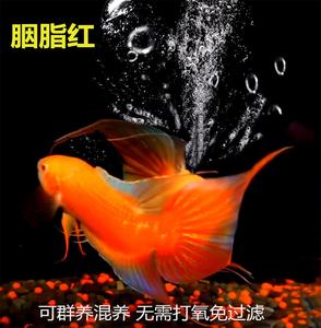 胭脂红中国斗鱼红妃子活鱼冷水小型观赏鱼耐活好养无需打氧懒人鱼