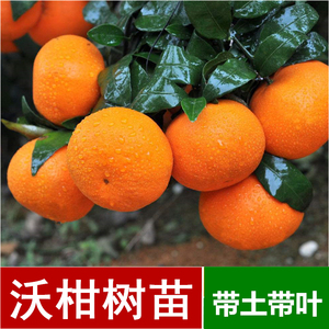 沃柑树苗广西091无籽核沃柑贡柑皇帝柑早熟沙糖桔子红江橙果树苗