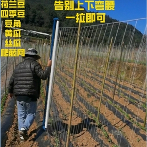 豆角爬藤网荷兰豆四季豆黄瓜新款攀爬网丝瓜吊瓜免挂线豆植物爬网