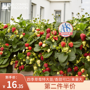 BP花卉草莓盆栽14CM四季特大苗果量大甜阳台花园家庭亲子易种大苗