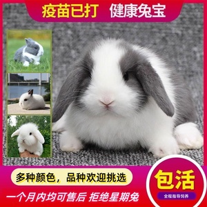 兔子活物小型侏儒兔荷兰纯种折耳兔迷你网红小宠物儿童好养垂耳兔