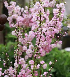 重瓣粉色榆叶梅梅带花苞满天星地栽盆栽庭院耐寒植物梅花水养花卉