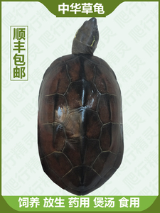 草龟活体食用超大乌龟宠物煲汤下蛋巨型招财龟龟观赏两斤成年外塘