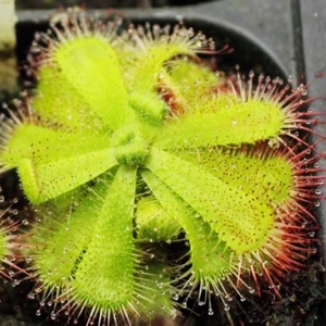 （吹牛呢娃）三萼茅膏菜Drosera trinervia食虫植物捕蚊草捕虫草