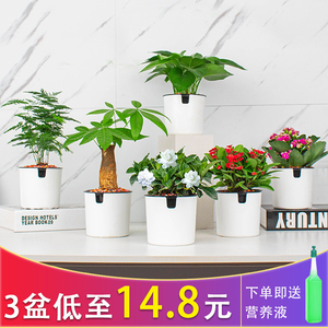 室内花草植物绿植 淘宝拼多多热销室内花草植物绿植货源拿货 阿里巴巴货源 室内花草植物绿植 淘宝拼多多热销室内花草植物绿植货源拿货 阿里巴巴货源