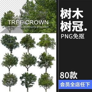 大树木树枝树冠真实参考植物绿植装饰场景后期合成PNG免抠素材