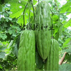 苦瓜种子 苦瓜籽 阳台四季播种 蔬菜水果种子 长