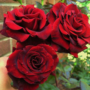 黑魔术暗红色四季开花紫黑切花玫瑰盆栽庭院阳台植物月季花苗