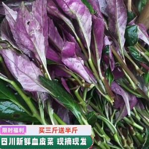 四川血皮菜新鲜补血菜紫背菜观音菜农家自种时令蔬菜新鲜血皮菜