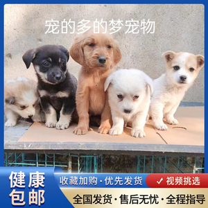 中华田园犬活物小狗活体可爱小花狗小白狗小黑狗幼犬土狗领养便宜