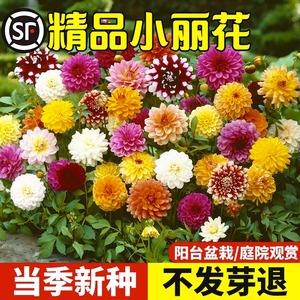 小丽花种子混色四季易活庭院景观绿化太阳花卉盆栽草花植物种籽孑