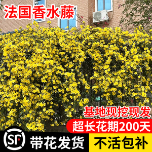 法国香水藤爬藤植物盆栽四季花卉飘香藤茉莉花室内外阳台耐寒植物