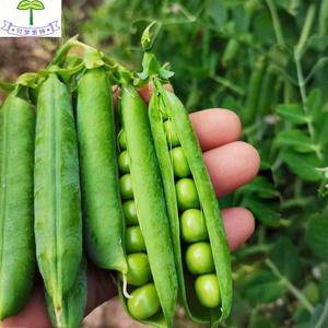 甜脆青豌豆种子豌豆种籽苗种台湾长寿豆仁碗豆孑尖种碗豆种籽
