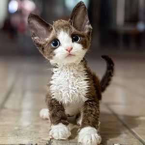 德文卷毛猫幼猫纯白虎斑黑白开脸异瞳蓝眼睛德子纯种活体宠物猫咪