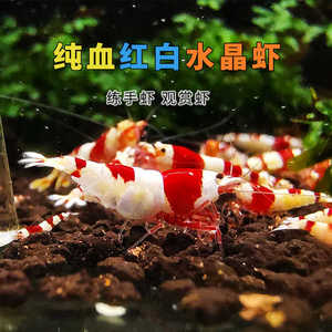 精品红白黑白水晶虾高端观赏淡水虾子大小成年繁殖鱼缸虾鲜活宠