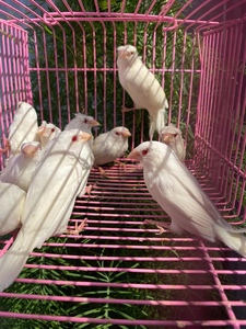 十姐妹保姆鸟活体中小型宠物观赏鸟鸟活物下蛋繁殖鸟包活