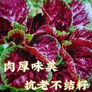 红苋菜种子圆叶速生蔬菜种子阳台盆栽菜地均可种超耐热肉厚味嫩滑