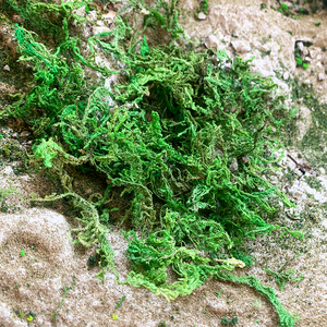 仿真青苔植物苔藓假草护盆草绿色干草田园装饰盆景盆栽铺面装饰