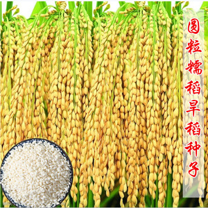 珍珠糯米水稻种子高产大穗大粒中糯长粒糯珍珠米糯稻糯稻种子易种