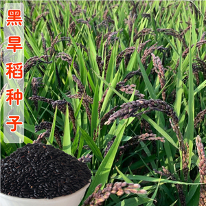黑谷种籽黑稻谷水稻种孑正宗黑糯米种子糯米黑谷米黑米高产易种