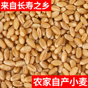 小麦子带皮小麦粒1斤5斤2食用磨面药引麦芽糖发芽苗榨汁酿酒猫草