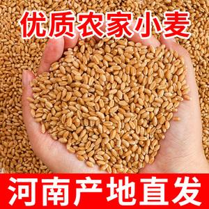 小麦粒麦子粒麦粒优质米草籽猫草2023食用磨面颗粒发芽榨汁麦芽糖