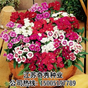 五彩石竹种子欧石竹易活花籽常夏石竹美国石竹种子耐寒绿化花种子 阿里巴巴找货神器 五彩石竹种子欧石竹易活花籽常夏石竹美国石竹种子耐寒绿化花种子 阿里巴巴找货神器