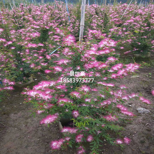 香水合欢植物 淘宝拼多多热销香水合欢植物货源拿货 阿里巴巴货源