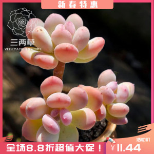 日月美人多肉 淘宝拼多多热销日月美人多肉货源拿货 阿里巴巴货源