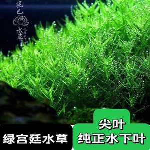 自养水下叶系列  绿宫廷水草 鱼缸造景后景水草鱼缸造景水草 活体