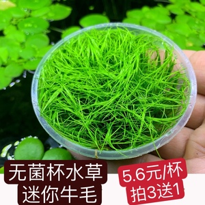 鱼缸水草莫斯无菌杯前景迷你牛毛天湖葵日本矮珍珠椒草挖耳血心兰