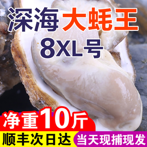 特大蚝王8XL乳山生蚝鲜活牡蛎新鲜肉海蛎子10斤海鲜水产刺身即食