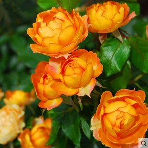 欧洲进口藤本月季花苗蜂蜜焦糖多季花丰花月季蔷薇玫瑰花盆栽 阿里巴巴找货神器 欧洲进口藤本月季花苗蜂蜜焦糖多季花丰花月季蔷薇玫瑰花盆栽 阿里巴巴找货神器