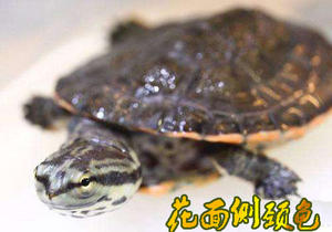 希拉里蟾头龟乌龟活体深水龟花面侧颈龟观赏龟宠物龟长颈龟吃鱼粪
