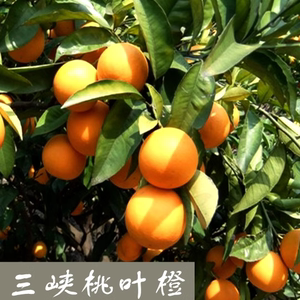 秭归脐橙桃叶橙新鲜果纯甜屈原青滩10斤包邮12月份成熟已卖完