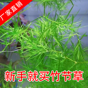 印度小竹节竹节草水草植物鱼缸水族箱造景绿菊蜈蚣草水榕活体真草