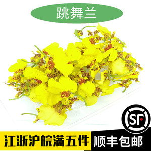 跳舞兰新鲜花朵盒装约40朵西餐蔬菜摆盘点缀装饰金蝶兰文心兰