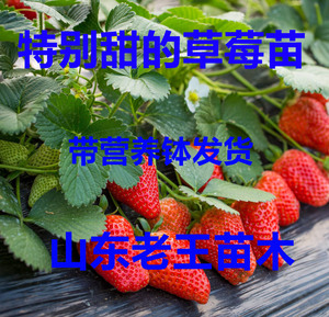 老王苗木丹东99奶油草莓苗红颜带盆土室内四季种植阳台盆栽结果