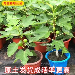 新品种无花果盆栽树苗花山口  黑山口  灰山口 花皮无花果树苗