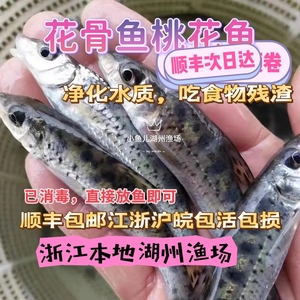 花骨鱼公分苗大头花姑娘马驹子卢季季郎鱼鸡骨郎朱鱼活体鸡虾苗