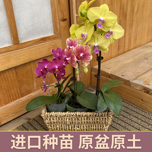 进口新品蝴蝶兰盆栽带花苞四季开花名贵兰花苗带花剑室内植物花卉