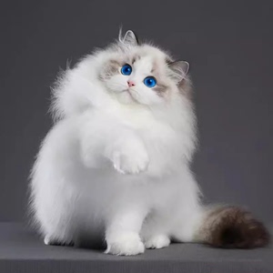 布偶猫幼猫纯种赛级海双蓝双蓝眼睛仙女猫重点火焰色宠物活体幼崽