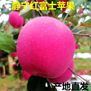 静宁红富士静宁苹果山地现摘苹果新鲜水果脆甜苹果新鲜大苹果